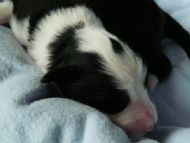 5. Black bitch Beth 4 days old